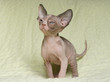 Sphynx Canadien Sphynx Canadien