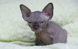 Sphynx Canadien Sphynx Canadien