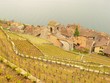 Lac, vignes, village Lac, vignes, village
