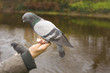 Feeding the dove in  park