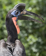 african ground hornbill side profile, kenya, africa african ground hornbill side profile, kenya, africa