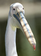 close up of african white pelican showing bill, africa close up of african white pelican showing bill, africa