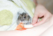 Foto: the small hungry mouse the small hungry mouse