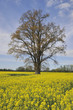 Jahreszeiten Fühlung - Rapsfeld mit Baum