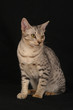 OCICAT, 5 MESI.