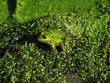 Green Frog