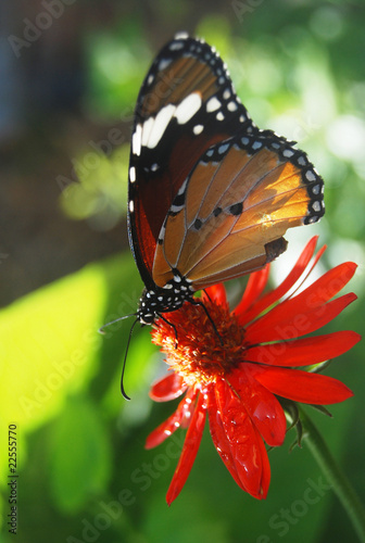 Photo: Butterfly of Mauritius Butterfly of Mauritius