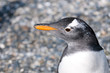 gentoo penguin gentoo penguin
