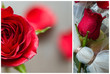 wedding collage