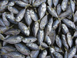 peche
