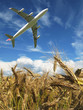 Airplane in a sky over a golden wheat Airplane in a sky over a golden wheat
