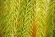 leaf closeup
