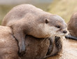 A playful young Otter