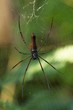 Seidenspinne