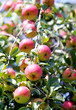 red apples on the tree red apples on the tree