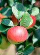 red apple on a branch red apple on a branch