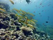 Coral Reef
