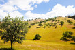 Trees on a Hillside