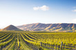 Vineyard at Sunset