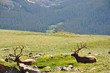 Rocky Mountain Elk