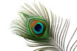 plume de paon