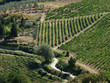 Vineyard in Chianti region