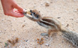 Taking the nut