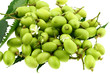 fruits de neem, plante médicinale indienne, fond blanc