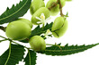 azadirachta indica, lilas des Indes, neem sur fond blanc