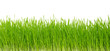 grass