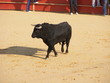 Toro