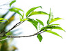 Peach Leaves