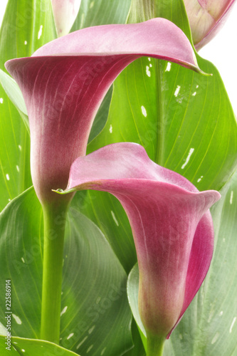 Foto: Zantedeschia Zantedeschia