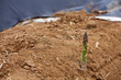 grüner Spargel auf einem Feld