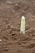 weißer Spargel auf einem Feld