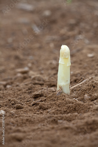 Foto: weißer Spargel auf einem Feld weißer Spargel auf einem Feld