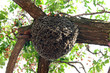 Bienennest am Baum, Marokko