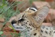 Serval Wild Cat