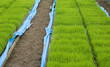 pousses de riz