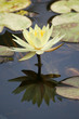 Water Lily in a pond, reflection of the flower in the water