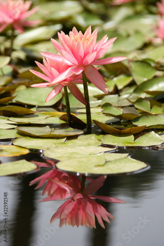 Photo: Water Lily in a pond, reflection of the flower in the water Water Lily in a pond, reflection of the flower in the water