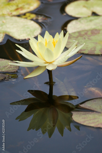Photo: Water Lily in a pond, reflection of the flower in the water Water Lily in a pond, reflection of the flower in the water