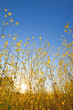 Mustard plant flowers against blue sky at sunrise