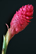 Red ginger flower