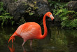 Pink flamingo