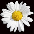 Margeritenblüte auf Schwarz Margeritenblüte auf Schwarz