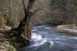 Wutachschlucht III