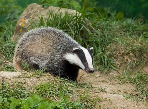 Photo: European Badger cub European Badger cub