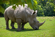 rhinocéros rhinocéros