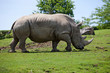 rhinocéros rhinocéros